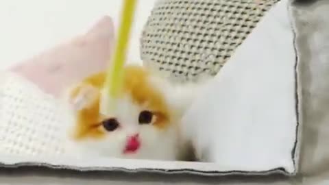 Cute and Funny Cats Compilation