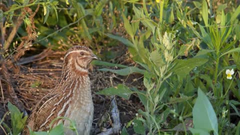 Quail bird