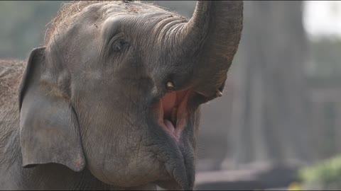 The elephant