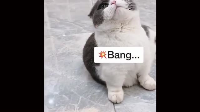 Integillent kitty does acting of being shot dead