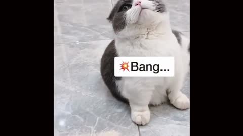 Integillent kitty does acting of being shot dead