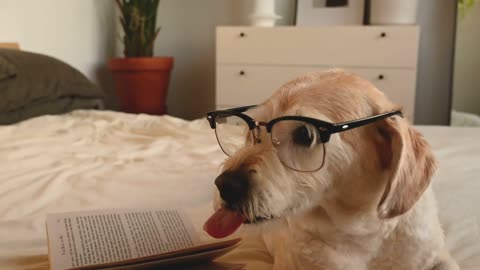 A Dog Wearing Eyeglasses