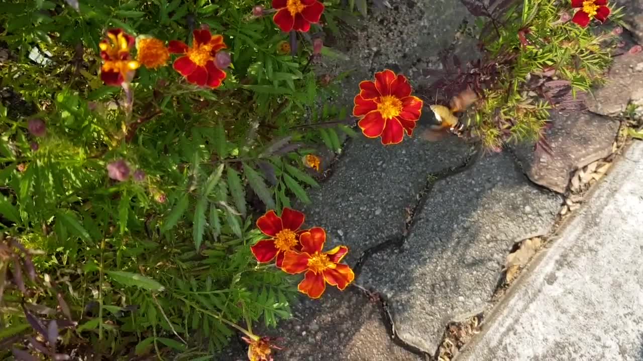Bee,honey,beautiful flowers