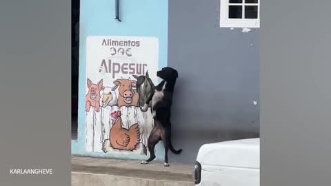 Funny Dogs And Cats Videos 2024 😅🐶 Best Funniest Animal Videos Of The Week