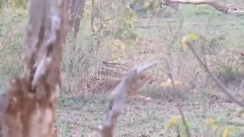 Pitiful Scene! Wild Animals Die Tragically When Stuck On Power Lines - Leopard, Monkey, Antelope...