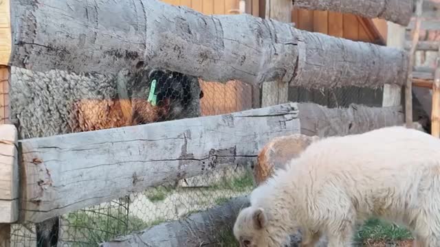 Svedectvi: Pravda, ktera mela zustat skryta.