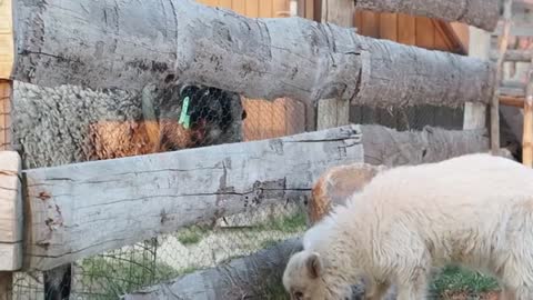 Svedectvi: Pravda, ktera mela zustat skryta.