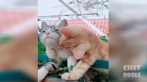Chats qui s'amusent qui jouent à mourrir de rire