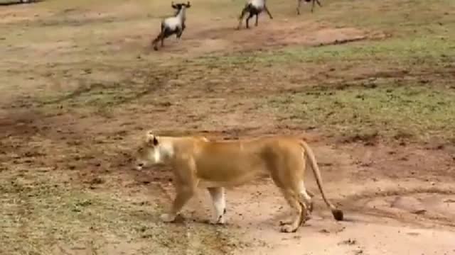 A lion in these creatures for lunch