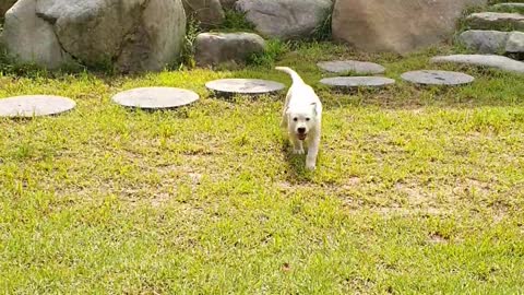 Labrador Maksoon