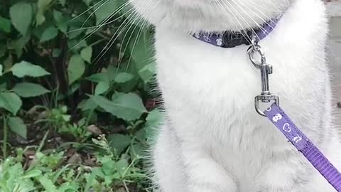 The cat feels sluggish for the first time on the street
