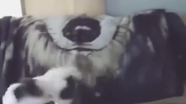 Funny Animals Fails Compilation, Funny dogs fails, funny cats fails videos 2021