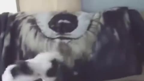 Funny Animals Fails Compilation, Funny dogs fails, funny cats fails videos 2021