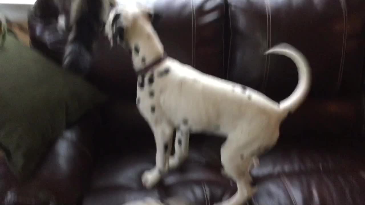 Dalmatian puppy desperately attempts to befriend cat