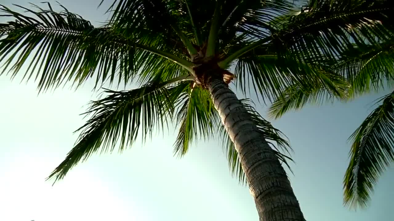 Palm Trees Swaying With The Wind