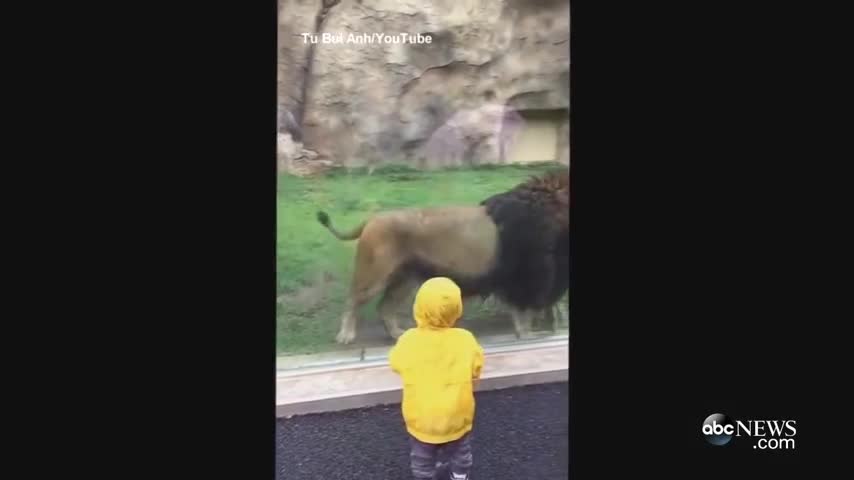 Video_Lion lunges at boy at zoo in japan