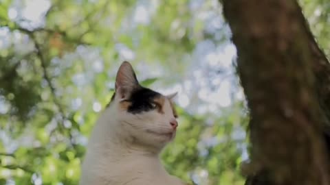 cute cat funny video | cute animal videos | funny animal videos