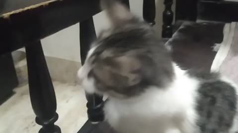 My little kitten playing funny😜