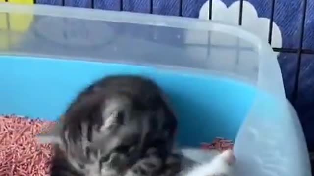 Two cat's playing together / very relaxing movement