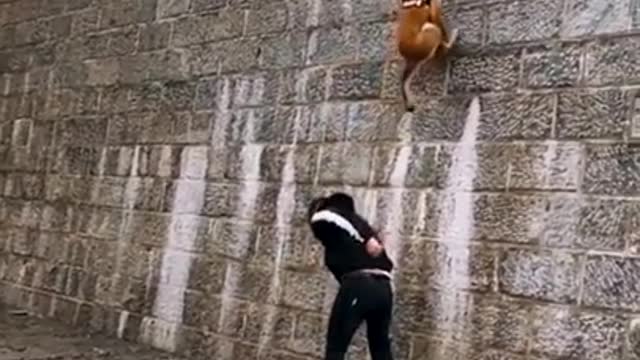 Dog training jumping