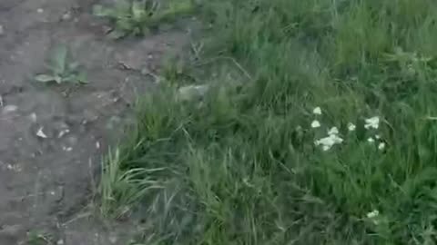 Russia Ambushes Ukrainian Attempt to Resupply Troops Near Kursk