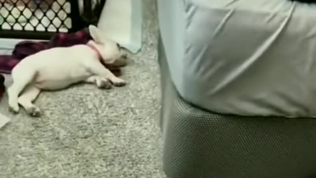 Lindo bichinho