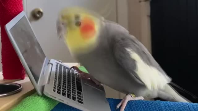 Birb buying seed online