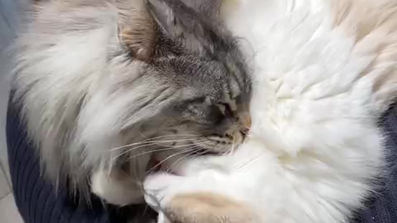Relationship between two cute cats within 3 years