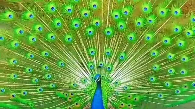 Cute peacock viral trending peacock beautiful peacock🦚