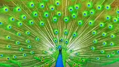 Cute peacock viral trending peacock beautiful peacock🦚