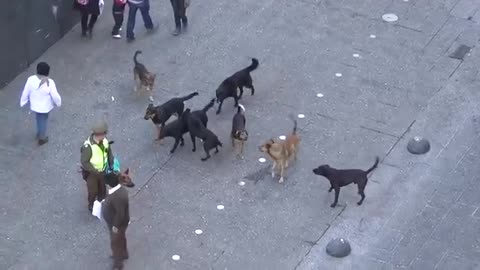 POLICE DOG ATTACKED BY PACK OF STRAY DOGS