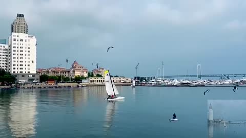 Pigeons hover over the sea