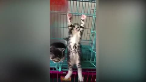 Tiktok cute CATS funny video compilation 2021