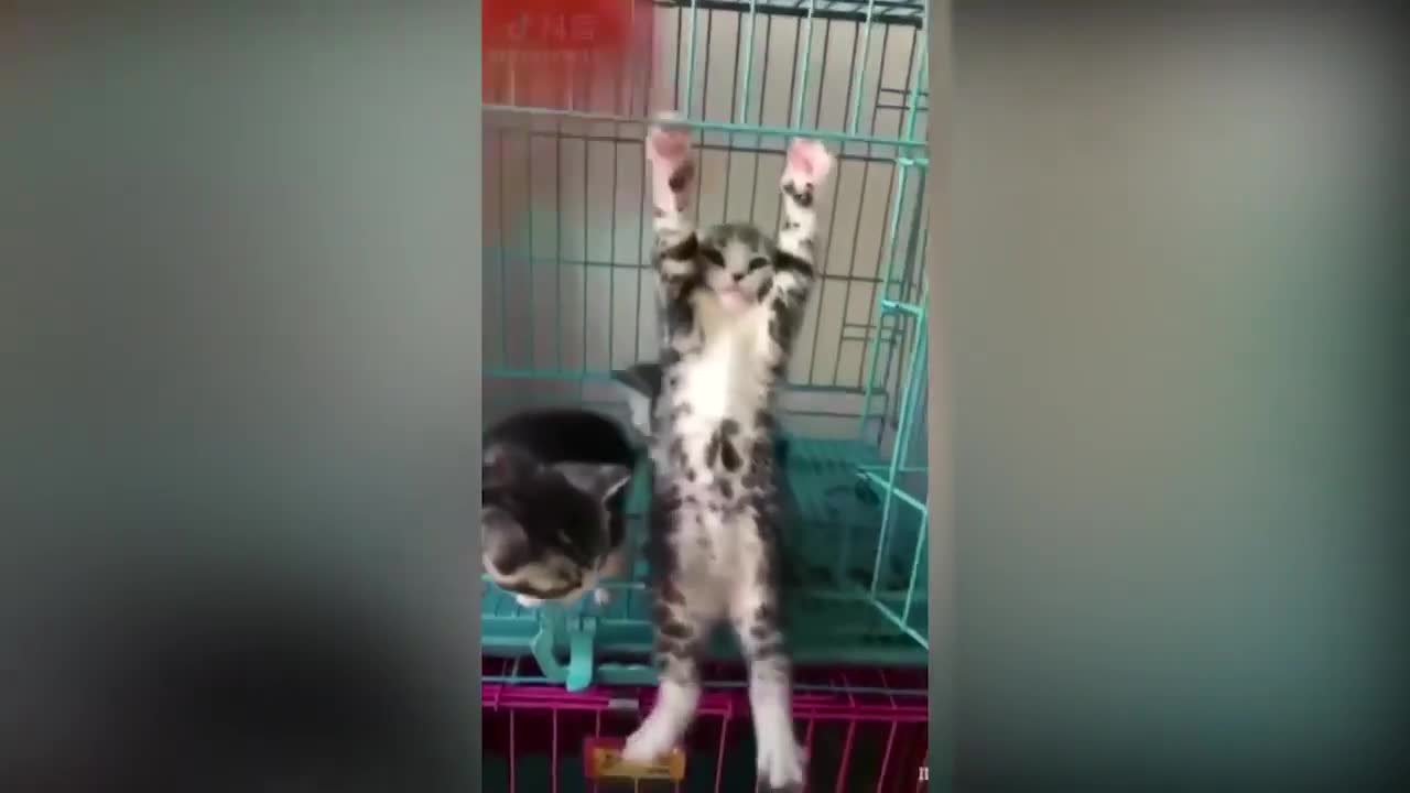 Tiktok cute CATS funny video compilation 2021