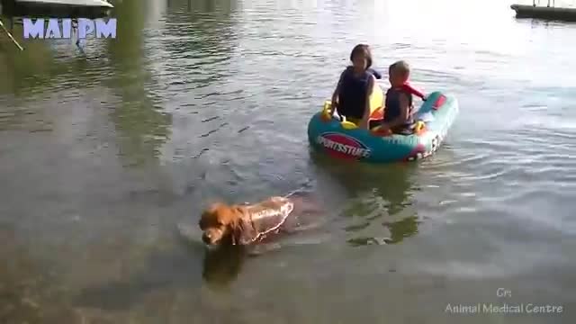 Heroes dogs protecting babies out of anything