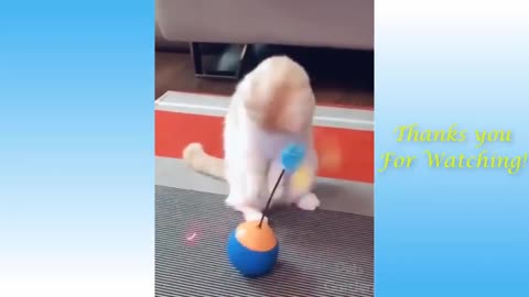 Cute Animal Moments