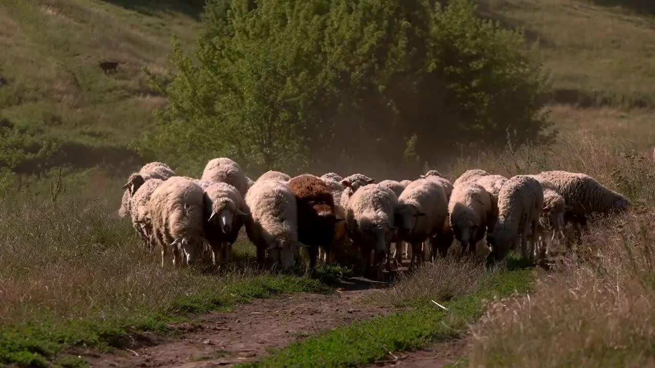 Sheep are walking on grassland. Domestic animals on meadow