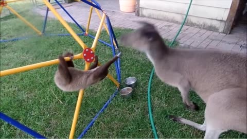 Funny Animals