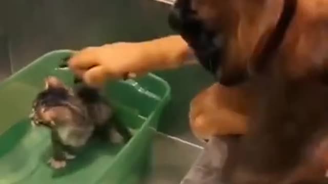 Super Cute And Funny Dogs Will Make You Laugh All Day