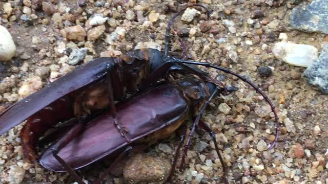 Titanus Beetle Mating | THE LARGEST INSECTS IN THE WORLD