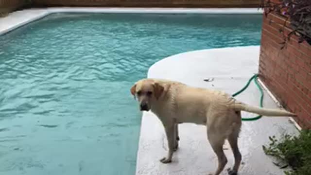 Labs love water