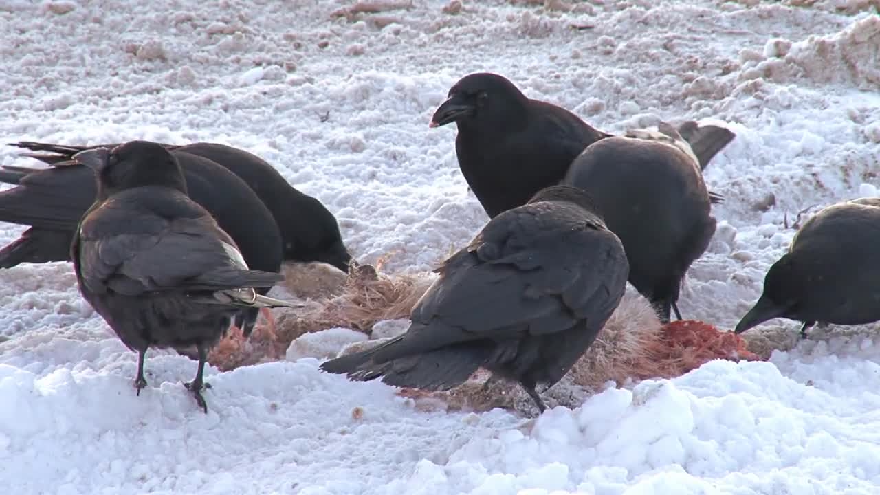 Black Crows Eating Dead Hare