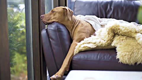 Cute Puppies adorable moments