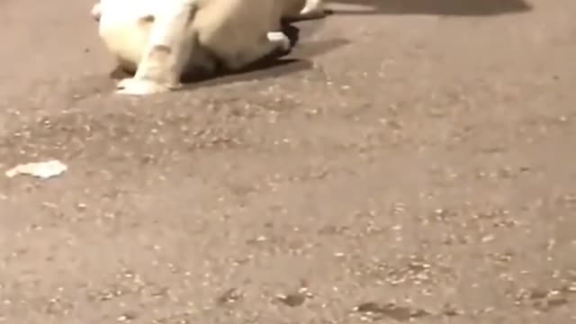 Labrador Vs Guard Dog