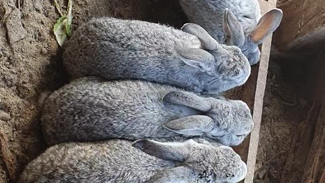 Share the rabbits' mealtime together.