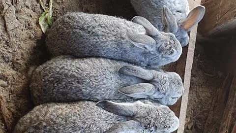 Share the rabbits' mealtime together.