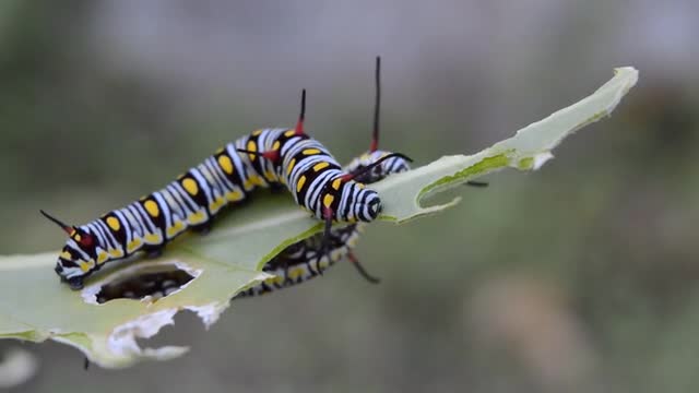 Watch This Caterpillar Turn Into A Hawk-Moth