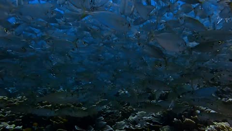 Schooling Fish