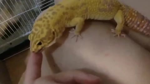 favorite pet