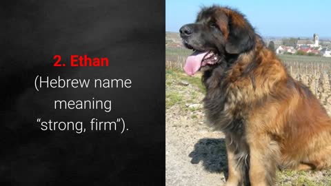 🐕 TOP 10 Strongest Dog Names - for Male And Female Dogs!
